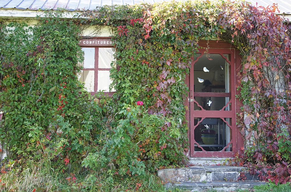 Une porte moustiquaire et une fenêtre anciennes entourées de vigne
