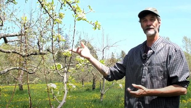 Un homme est près d'un pommier en fleur