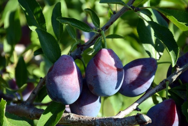 Prunes de Damas bleues suspendues à l'arbre