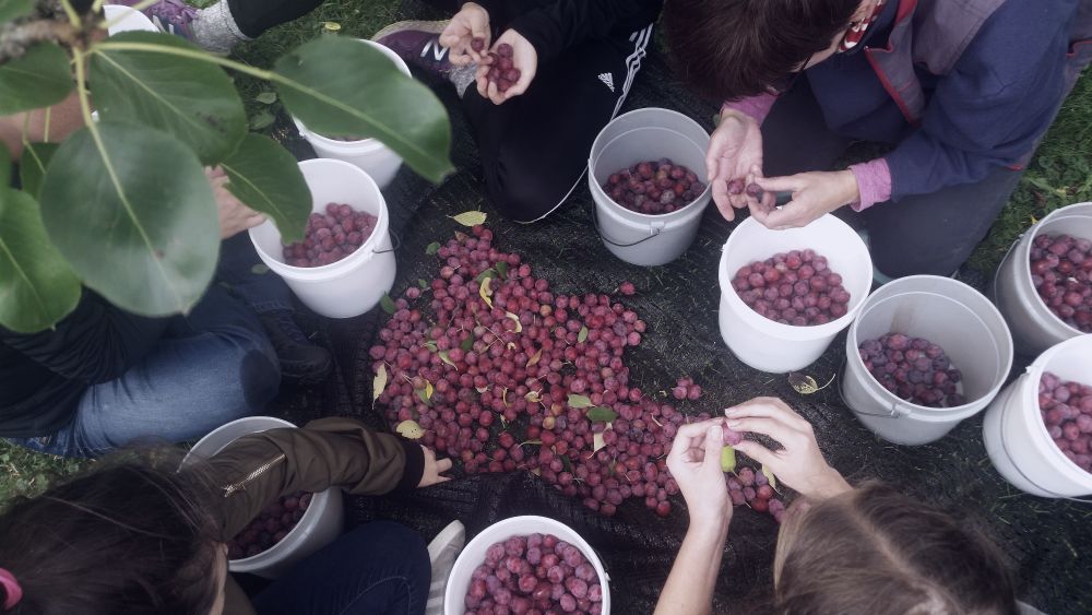 Des personnes à genou au sol trient des prunes pour les mettre dans des petites chaudières.