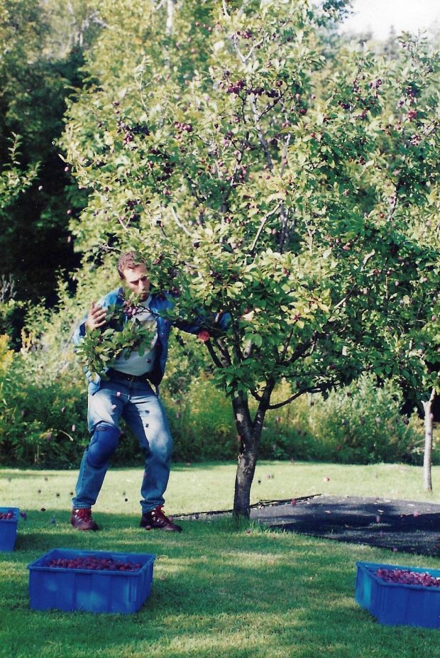 Un homme tient un prunier par le tronc et le secoue; des prunes tombent sur le sol.