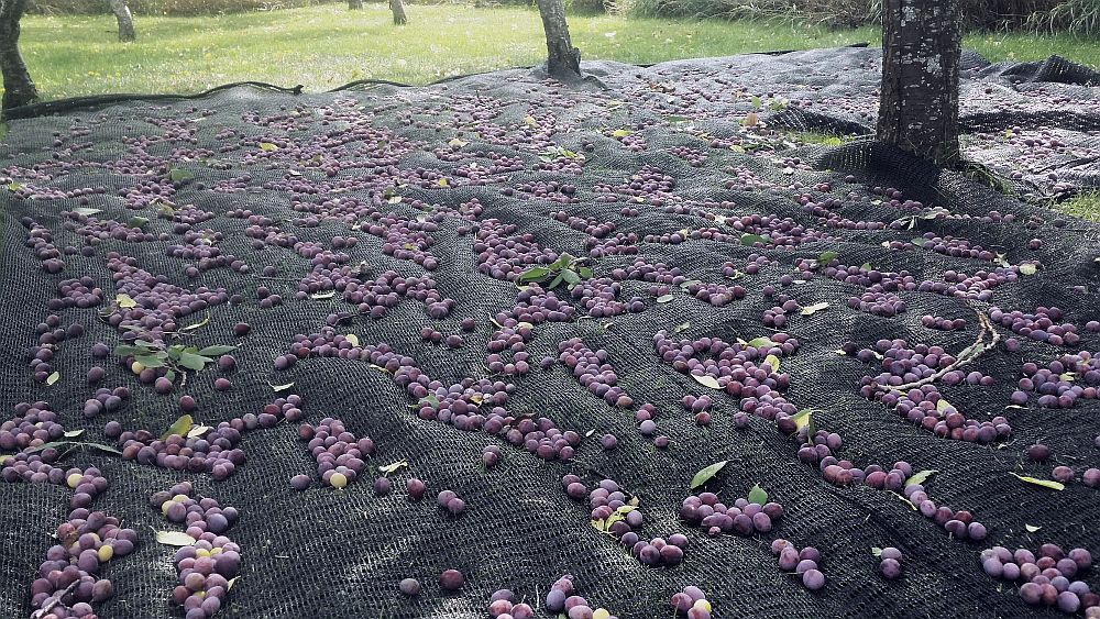 Prunes bleues tombées sur des bâches étendues sous des pruniers