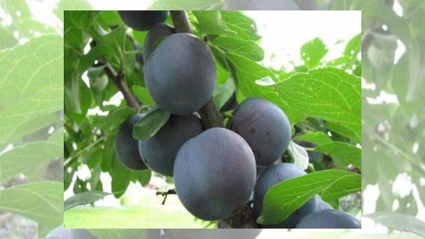 Prunes Mont-Royal