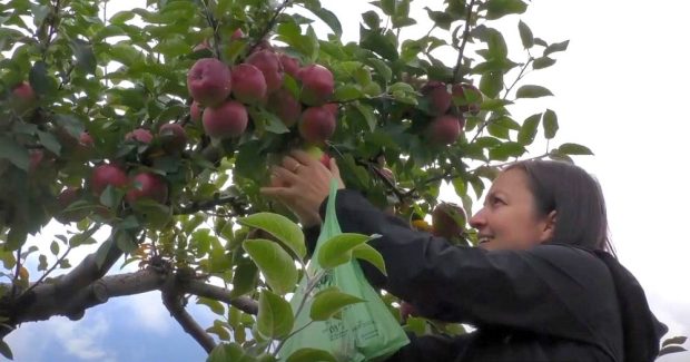 Une jeune femme cueille une pomme