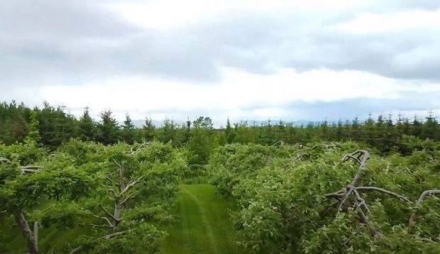 Vue aérienne d'un verger