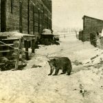 Emilio Picariello, à droite, et Charles Lassandro posent avec un ours de compagnie à Coleman, en Alberta, vers 1920.