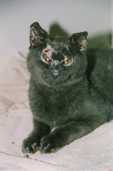 Chat gris-noir avec cicatrices de brûlures est couché sur une serviette blanc-cassé.