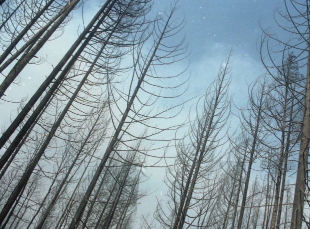 Groupe d'arbres encore debout, brûlés, dans une forêt.