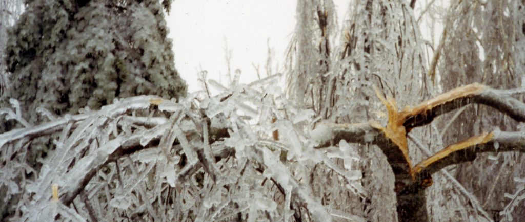 La glace augmente de poids des branches qui finissent par briser.