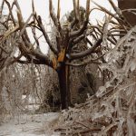 Un arbre blessé