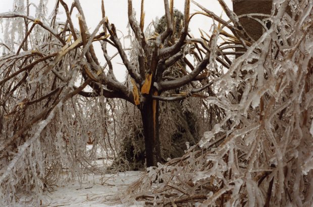 Les branches triplent de volume à cause de la glace et se brisent.