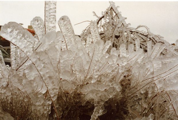 On voit l'immense accumulation de glace sur ces brindilles.