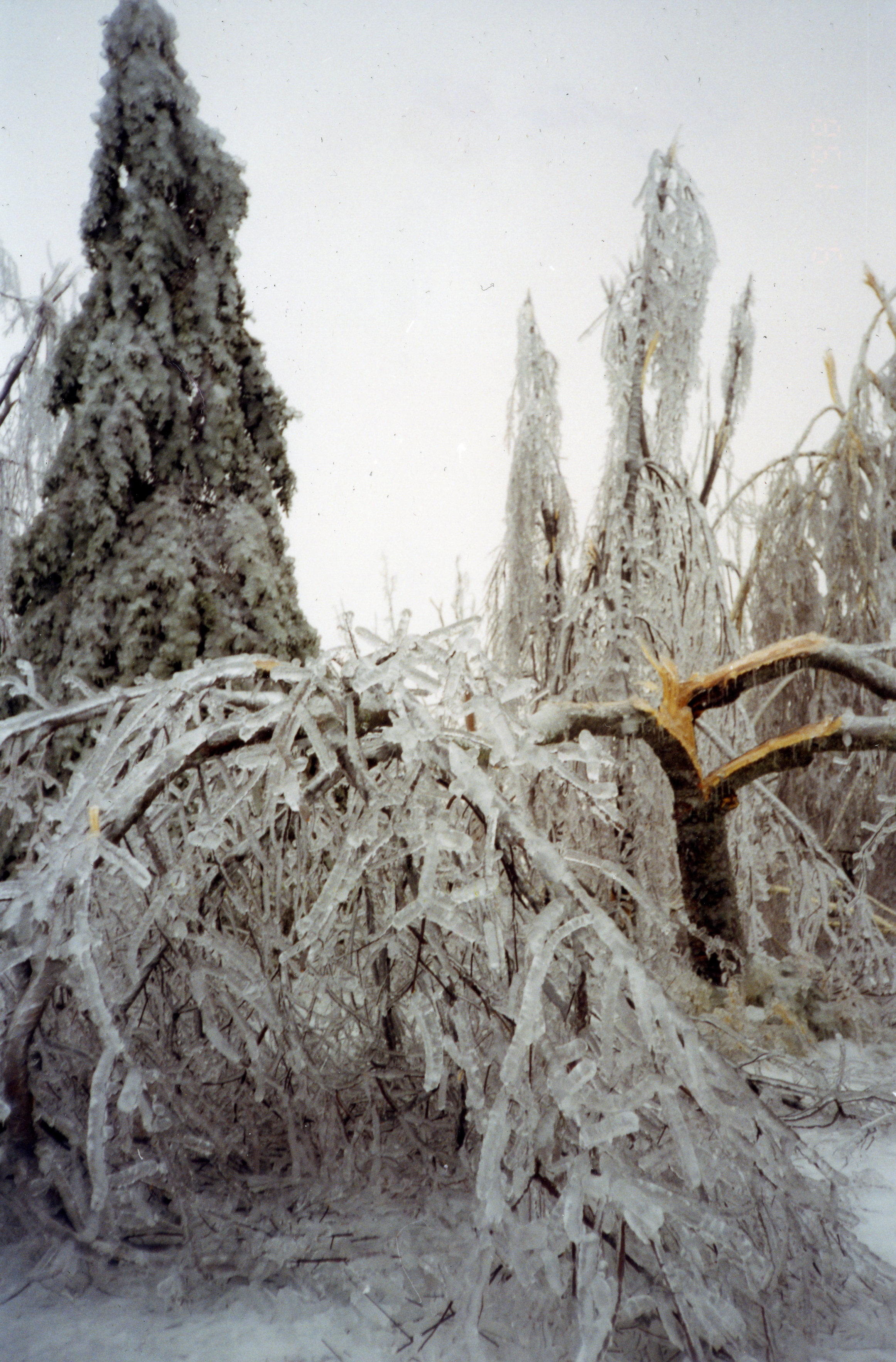 La glace augmente de poids des branches qui finissent par briser.