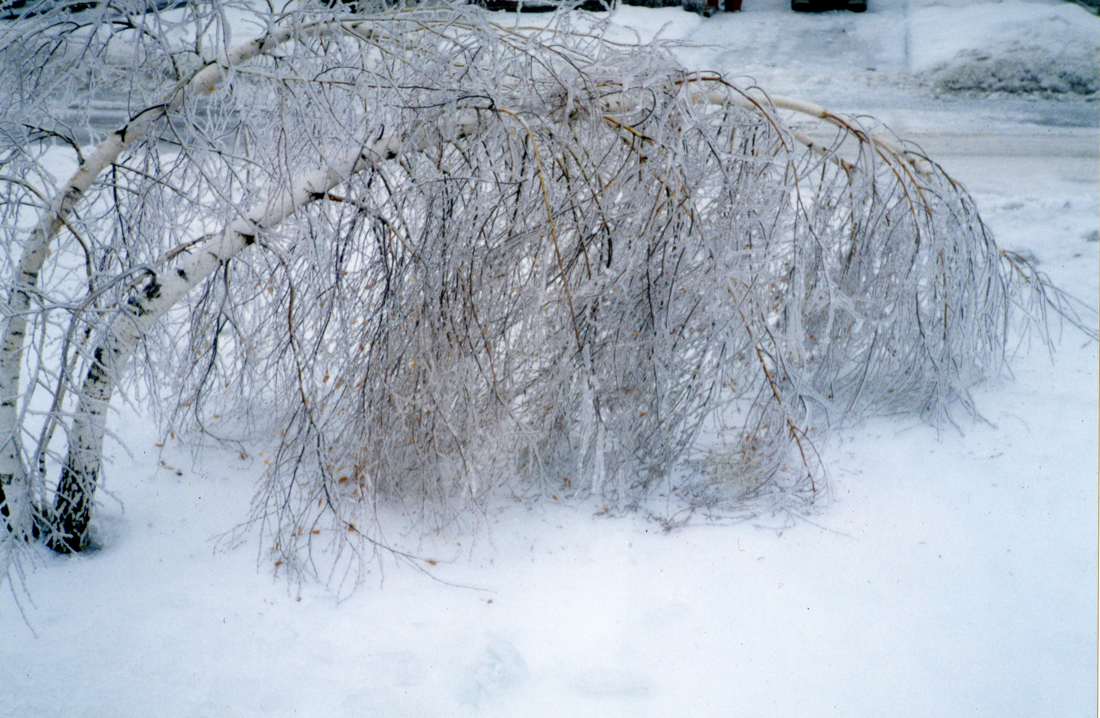 Cet imposant bouleau s'est couché sous le poids de la glace.