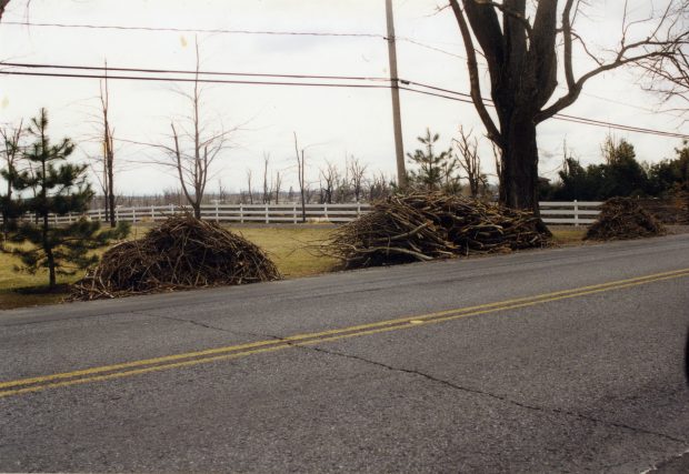 On se débarrasse des branches tombées une fois le printemps arrivé.