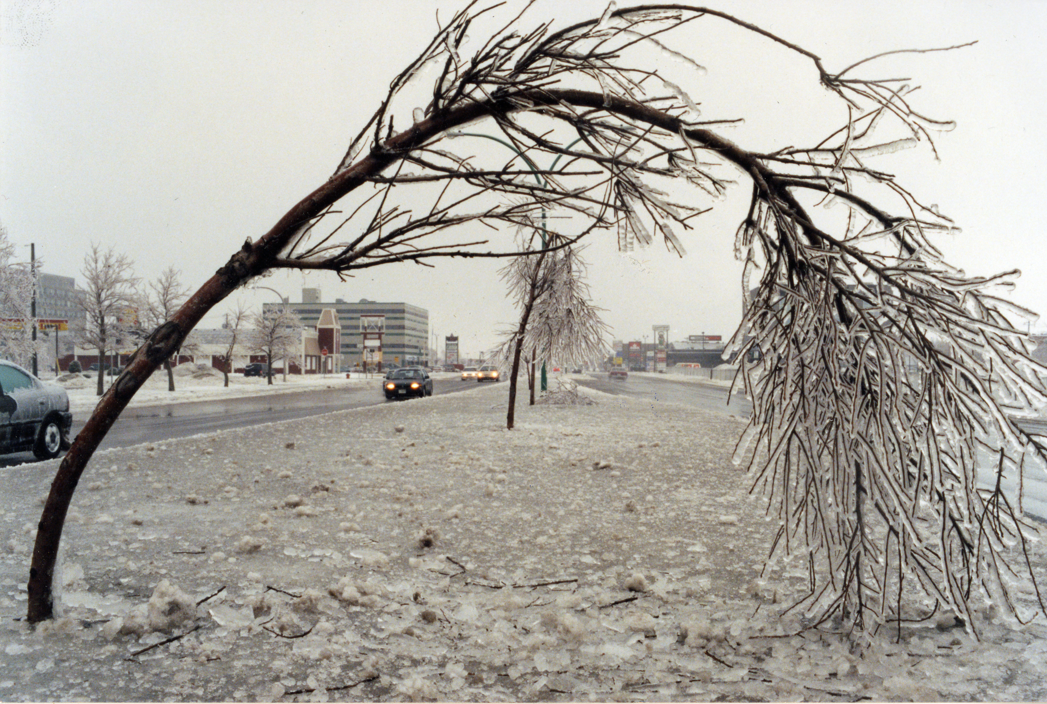 Cet arbre penche sous le poids de la glace, boulevard du Séminaire.