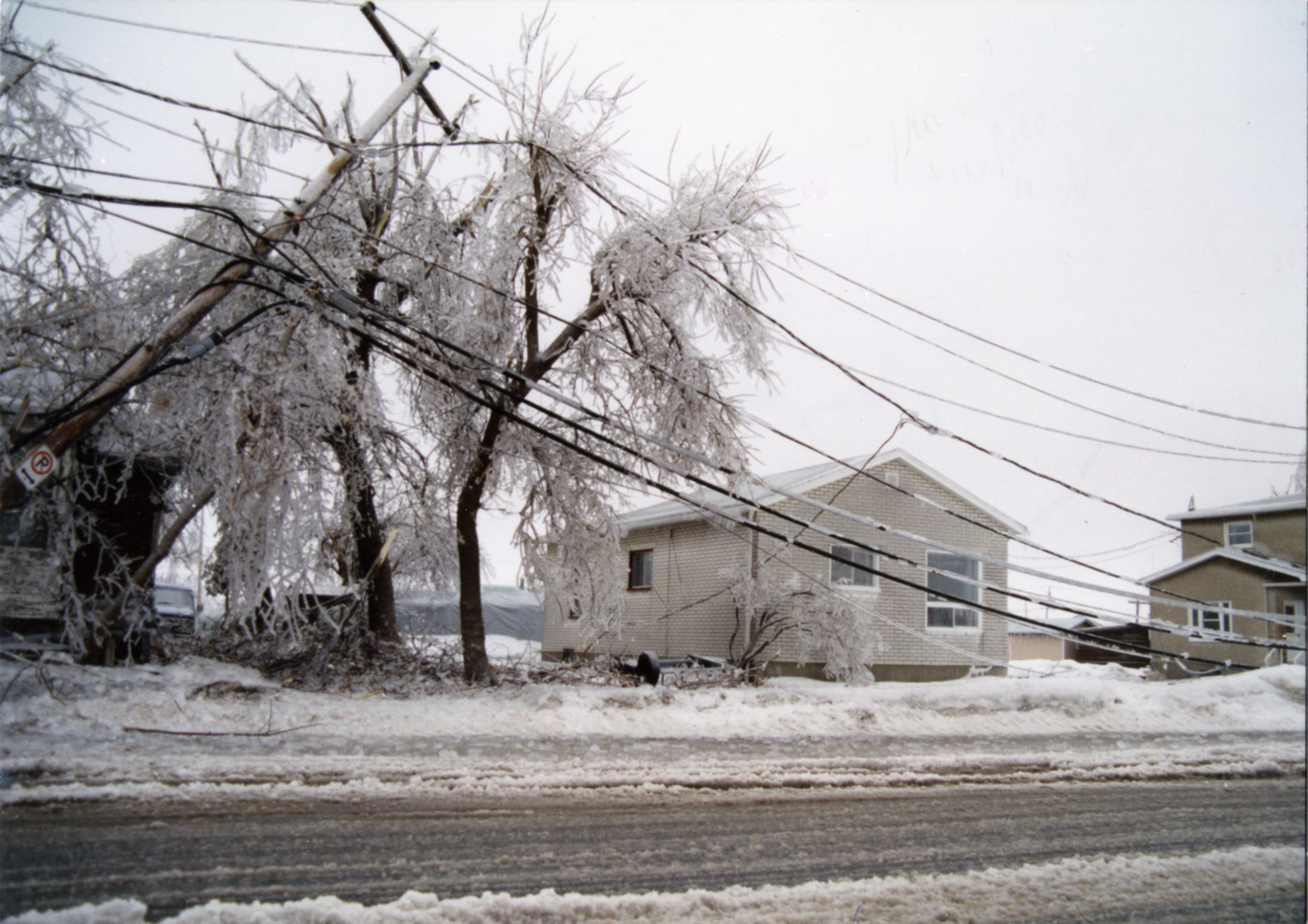 Les dégâts aux arbres sont aussi causés par la chute des poteaux électriques dans leurs branches.