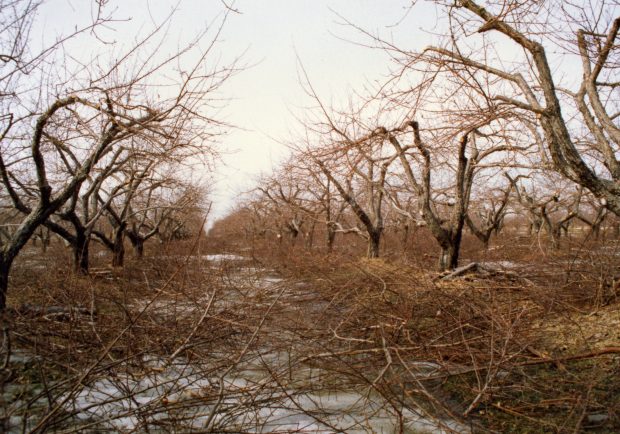 Les vergers sont dévastés par la tempête de verglas. 