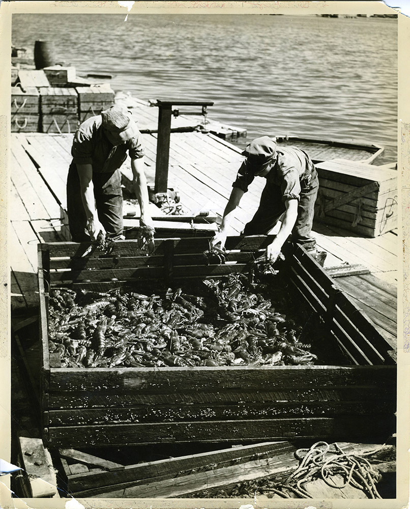 Photo noir et blanc de deux hommes sur un dock avec des homards dans un grand casier.