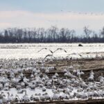 Groupe d’oies blanches profitant des berges nourricières à Grondines, 2021