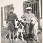 Deux enfants avec leurs veaux, Grondines, vers 1955