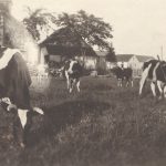 Troupeau de vaches d’une ferme de Grondines, vers 1940