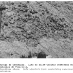 Lit rocheux présentant une colonie de prasopora (fossile) sur le rivage de Grondines, 1975