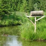 Nichoir à canard installé par Sylvain Duval à Grondines, 2010