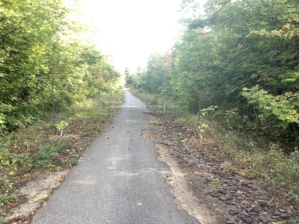 Photo couleur d’un sentier d’asphalte, avec des arbres et sous-bois sur chaque côté