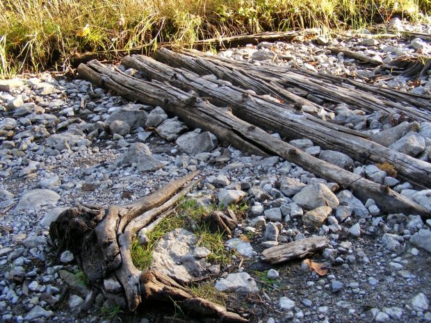 Image en couleur des vestiges d’une route de rondins, du gravier et des broussailles