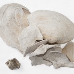 Fragments d’os blanchis et coquilles de myes