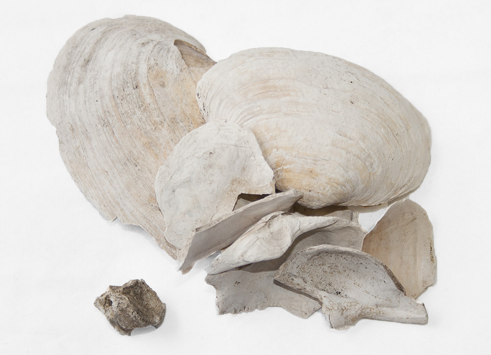 Fragment d'os blanchis et de coquille de coquille de myes du début des années 1800.