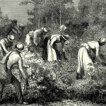 Esclaves au travail en Louisiane