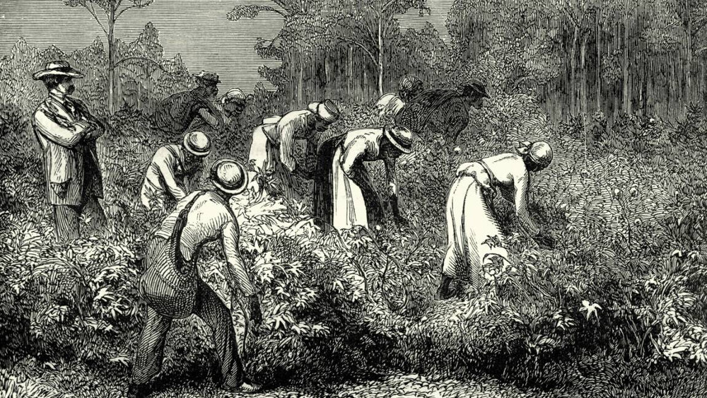 Gravure d’esclaves travaillant.  