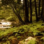 Sous-bois de Glen Sutton