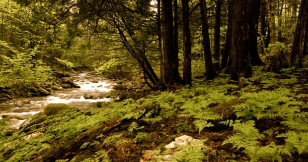 Un petit ruisseau coule au milieu des arbres et des fougères. 