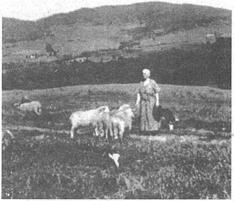  Queen Lill et quelques moutons sur sa ferme dans les montagnes du Vermont où elle a pris sa retraite en 1929.  