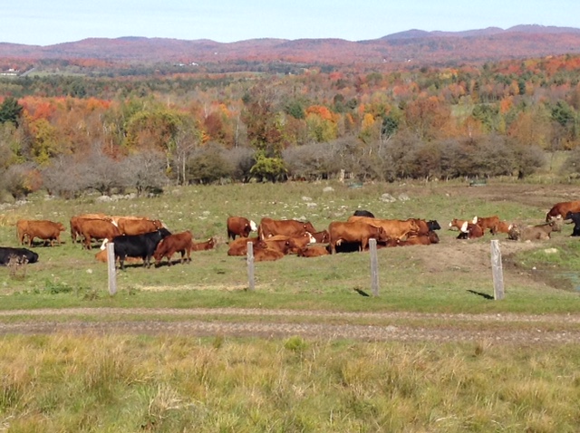 Boeufs et vaches broutent paisiblement dans un pâturage.