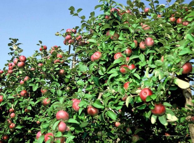 Photo couleur montrant des pommes rouge-vert dans leur feuillage.