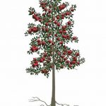 Greffon d’un pommier nain