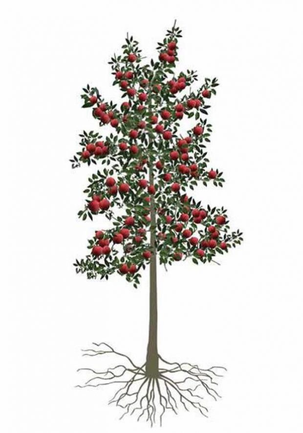 Image couleur qui présente les racines, le tronc, les branches ainsi que des pommes rouges d’un arbuste.