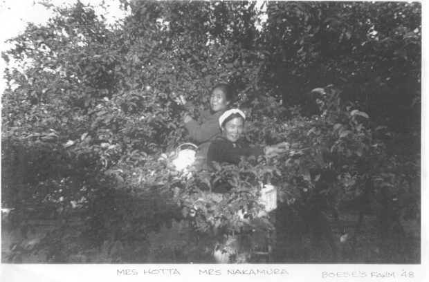 Deux jeunes femmes cueillant des fruits sur des arbres