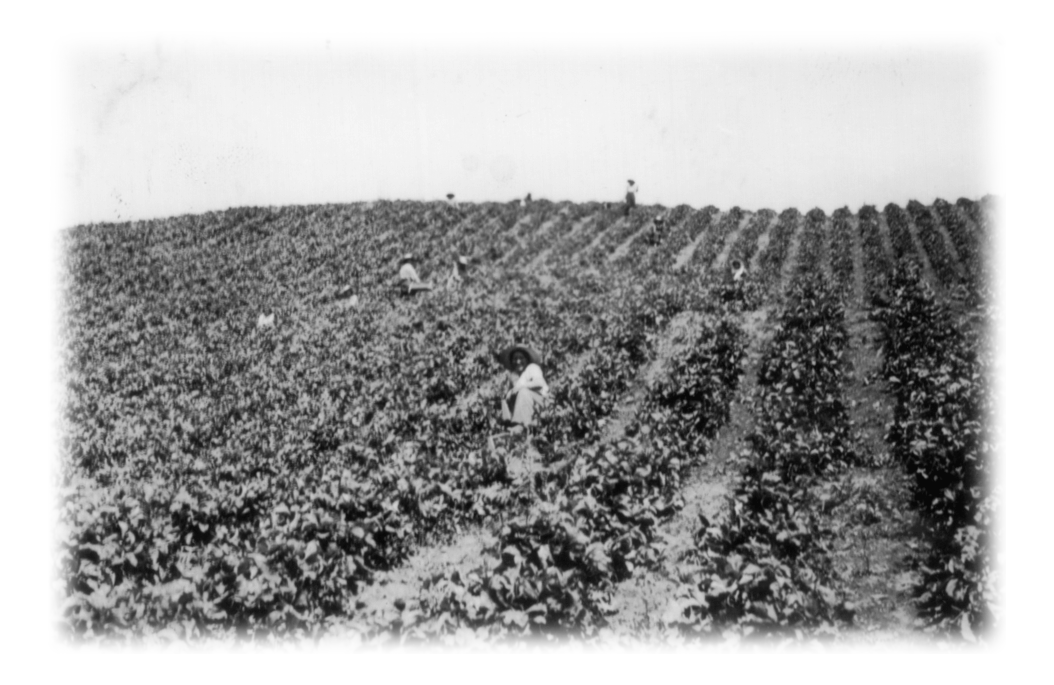 Plusieurs ouvriers dans un champ de petits fruits