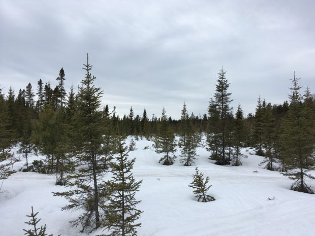 Payage de pré-printemps en Abitibi. Une forêt de conifères et de la neige au sol. Le ciel est gris. Photo en couleur. 