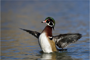 Image of a wood duck with wings spread while on a stream. Color picture.