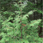 Close-up of a white cedar in the forest. Picture in color.