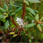 Close-up of a Labrador tea branch in bloom. Picture in color.