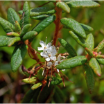 Gros plan sur une branche de thé du Labrador en fleur. Photo en couleur.