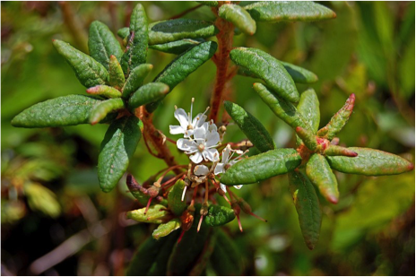 Gros plan sur une branche de thé du Labrador en fleur. Photo en couleur.