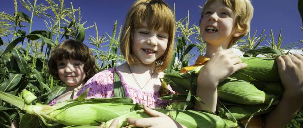 Photo en couleur de trois enfants qui tiennent des épis dans un champ de maïs.